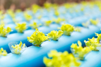 Aquaponics 3 Day Intensive